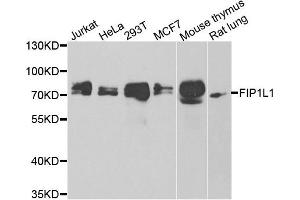 Western blot analysis of extracts of various cell lines, using FIP1L1 antibody. (FIP1L1 抗体)