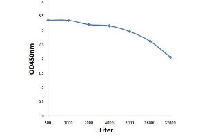 Antigen: 0. (JunD 抗体  (pSer255))