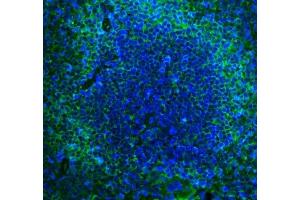 IF analysis of Cd2 using anti-Cd2 antibody (ABIN7600738). (CD2 抗体  (AA 23-201))