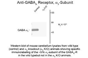 Western Blot of Anti-GABA(A) Receptor alpha 3 (Rabbit) Antibody - 600-401-D46 Western Blot of Anti-GABA(A) Receptor alpha 3 (Rabbit) Antibody. (GABRA3 抗体  (N-Term))