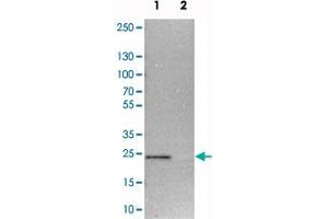 Western blot analysis of cell lysates with TEX261 polyclonal antibody  at 1:250-1:500 dilution. (TEX261 抗体)