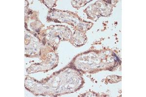 Immunohistochemistry of paraffin-embedded human placenta using MYCBP antibody (ABIN1680940, ABIN3019105, ABIN3019106 and ABIN6220717) at dilution of 1:100 (40x lens). (MYCBP 抗体  (AA 1-103))