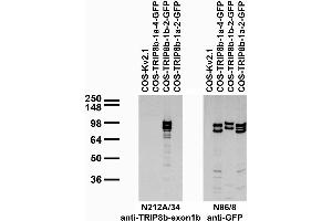 Transfected cell immunoblot: extracts of COS cells transiently transfected with GFP-tagged TRIP8b-1a-4, TRIP8b-1b-2, TRIP8b-1a-2 or untagged Kv2. (Peroxisomal Biogenesis Factor 5-Like (PEX5L) (AA 1-192), (Constant Region) 抗体)