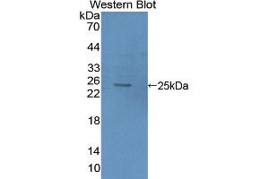 Western Blotting (WB) image for anti-High Mobility Group Box 2 (HMGB2) (AA 2-187) antibody (ABIN5013695)