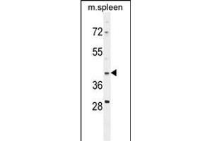 P1D Antibody (ABIN654807 and ABIN2844481) western blot analysis in mouse spleen cell line lysates (35 μg/lane). (MAP1D 抗体  (N-Term))