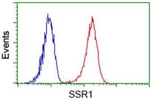 Image no. 4 for anti-Signal Sequence Receptor, alpha (SSR1) antibody (ABIN1501153) (SSR1 抗体)