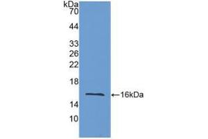 Western blot analysis of recombinant Mouse LOXL2. (LOXL2 抗体  (AA 53-160))