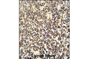 C12orf48 antibody immunohistochemistry analysis in formalin fixed and paraffin embedded human lymph tissue followed by peroxidase conjugation of the secondary antibody and DAB staining.