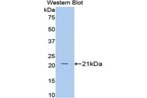 Western blot analysis of the recombinant protein. (IL1A 抗体  (AA 98-266))