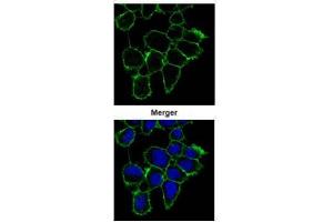ICC/IF Image Confocal immunofluorescence analysis (Olympus FV10i) of methanol-fixed A431, using EGFR, antibody (Green) at 1:1000 dilution. (EGFR 抗体  (C-Term))