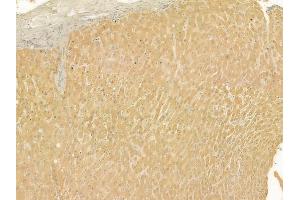 ABIN6263590 and ABIN6277540 at 1/100 staining human normal liver tissue by IHC-P. (NEK2 抗体  (Internal Region))