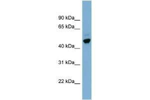WB Suggested Anti-ONECUT2 Antibody Titration: 0. (ONECUT2 抗体  (Middle Region))