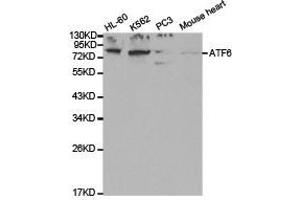 Western Blotting (WB) image for anti-Activating Transcription Factor 6 (ATF6) antibody (ABIN1871133) (ATF6 抗体)