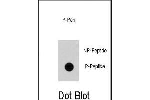 Dot blot analysis of anti-Cdc25A Phospho-specific Pab (ABIN389906 and ABIN2839740) on nitrocellulose membrane. (CDC25A 抗体  (pSer79))