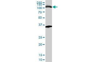 Western Blotting (WB) image for anti-Minichromosome Maintenance Complex Component 3 (MCM3) (AA 699-808) antibody (ABIN561761)