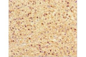Immunohistochemistry of paraffin-embedded human adrenal gland tissue using ABIN7161918 at dilution of 1:100 (NRBP2 抗体  (AA 12-258))