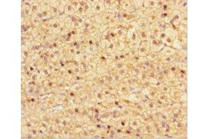 Immunohistochemistry of paraffin-embedded human adrenal gland tissue using ABIN7161918 at dilution of 1:100
