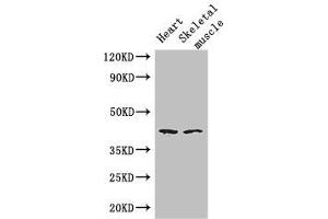 Western Blot Positive WB detected in: Mouse heart tissue, Mouse skeletal muscle tissue All lanes: SLC30A7 antibody at 3 μg/mL Secondary Goat polyclonal to rabbit IgG at 1/50000 dilution Predicted band size: 42 kDa Observed band size: 42 kDa (SLC3A7 (AA 162-236) 抗体)
