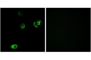 Immunofluorescence analysis of MCF7 cells, using DRD4 Antibody. (DRD4 抗体  (AA 355-404))