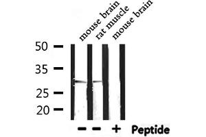 Western blot analysis of extracts from mouse brain,rat muscle, using PHB Antibody. (Prohibitin 抗体  (Internal Region))