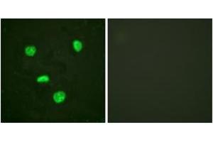 Immunofluorescence analysis of HeLa cells, using Histone H3. (Histone H3.3 抗体  (AA 16-65))