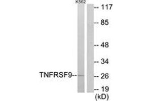 Western blot analysis of extracts from K562 cells, using TNFRSF9 Antibody. (CD137 抗体  (AA 101-150))