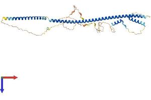 BLZF1 Protein (AA 1-403) (His tag)