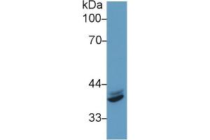 Western Blot; Sample: Human Hela cell lysate; Primary Ab: 1µg/ml Rabbit Anti-Mouse IRF1 Antibody Second Ab: 0. (IRF1 抗体  (AA 44-319))