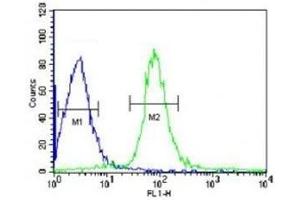 VHL antibody flow cytometric analysis of HepG2 cells (green) compared to a negative control (blue). (VHL 抗体  (AA 181-210))