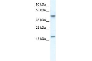 WB Suggested Anti-PDCD4 Antibody Titration:  0. (PDCD4 抗体  (N-Term))