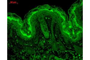 Immunohistochemistry analysis using Mouse Anti-CaMKII Monoclonal Antibody, Clone 6G9 . (CAMKII gamma 抗体  (Atto 488))
