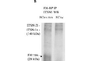 Intersectin-1s (ITSN) interacts via the EH domains with the EHBP1. (兔 TrueBlot® Anti-兔 IgG HRP)
