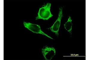 Immunofluorescence of purified MaxPab antibody to TUFM on HeLa cell. (TUFM 抗体  (AA 1-455))