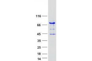 Western Blotting (WB) image for rho GTPase Activating Protein 27 (ARHGAP27) protein (Myc-DYKDDDDK Tag) (ABIN2730841)
