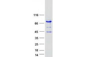 Validation with Western Blot (ARHGAP27 Protein (Myc-DYKDDDDK Tag))