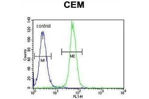 ARL8 Antibody (C-term) flow cytometric analysis of CEM cells (right histogram) compared to a negative control cell (left histogram). (ARL5B 抗体  (C-Term))