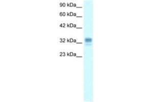 Western Blotting (WB) image for anti-Asialoglycoprotein Receptor 1 (ASGR1) antibody (ABIN2460812) (Asialoglycoprotein Receptor 1 抗体)