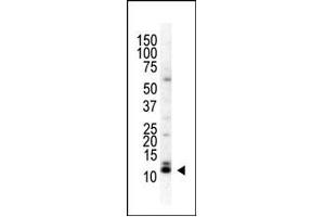 Image no. 1 for anti-Small Ubiquitin Related Modifier 3 (SUMO3) (C-Term) antibody (ABIN356741) (SUMO3 抗体  (C-Term))