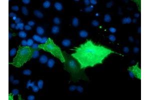 Anti-TULP3 mouse monoclonal antibody (ABIN2455458) immunofluorescent staining of COS7 cells transiently transfected by pCMV6-ENTRY TULP3 (RC207595). (TULP3 抗体)