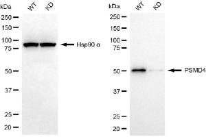 Western blotting analysis using PSMD4 antibody (ABIN7799950). (Recombinant PSMD4/ASF 抗体)