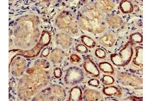 Immunohistochemistry of paraffin-embedded human kidney tissue using ABIN7145071 at dilution of 1:100 (COQ8B 抗体  (AA 10-137))