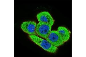Immunofluorescence analysis of A431 cells using ONECUT3 mouse mAb (green).