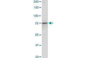 PCCA MaxPab polyclonal antibody. (PCCA 抗体  (AA 1-703))