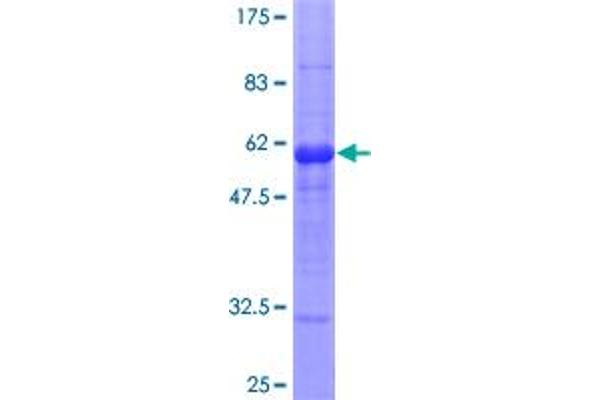 IL-1 beta Protein (AA 1-269) (GST tag)