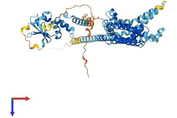 KCNG1 Protein (AA 1-514) (His tag)