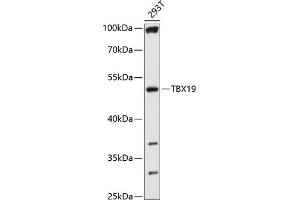 Western blot analysis of extracts of 293T cells, using TBX19 antibody (ABIN6130723, ABIN6148904, ABIN6148905 and ABIN6214752) at 1:1000 dilution. (T-Box 19 抗体  (AA 229-448))