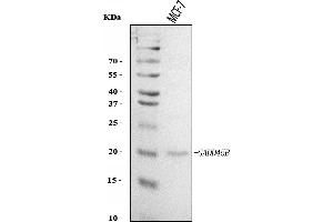Western blot analysis of GADD45B using anti-GADD45B antibody (ABIN7603219).