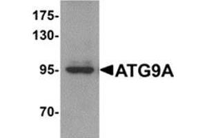 Western blot analysis of ATG9A in mouse heart tissue lysate with ATG9A antibody at 1 μg/ml. (ATG9A 抗体  (C-Term))