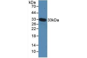 Detection of Recombinant MYH4, Mouse using Polyclonal Antibody to Myosin Heavy Chain 4, Skeletal Muscle (MYH4) (MYH4 抗体  (AA 1259-1495))