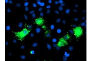 Immunofluorescence (IF) image for anti-Poliovirus Receptor-Related 1 (Herpesvirus Entry Mediator C) (PVRL1) antibody (ABIN1499678) (PVRL1 抗体)